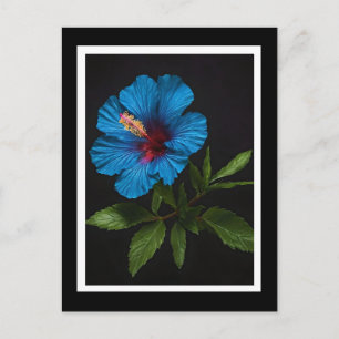 Blue Hibiscus Flower On Black,  Postcard