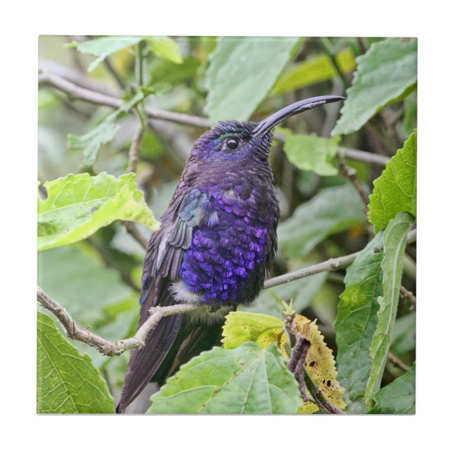 Blue Hummingbird Photo Tile (Front)