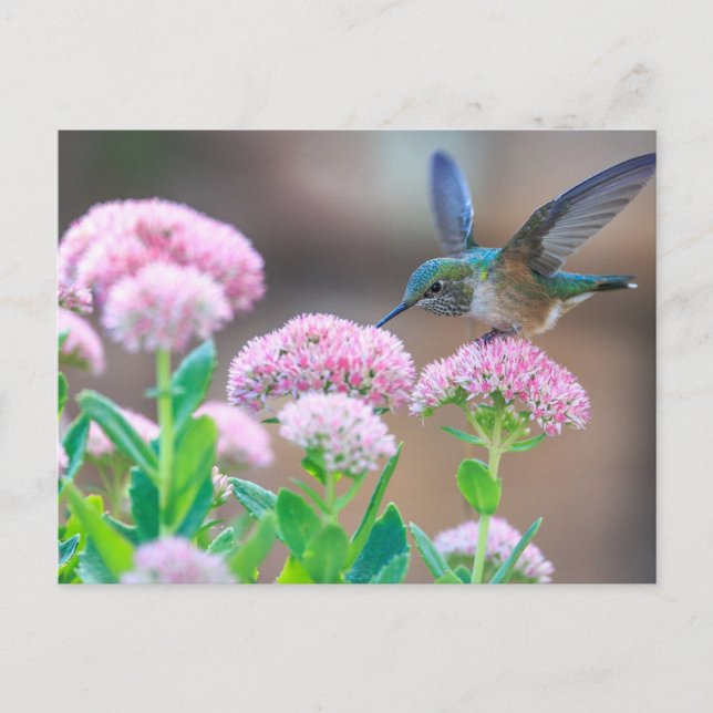 Blue Hummingbird Postcard (Front)