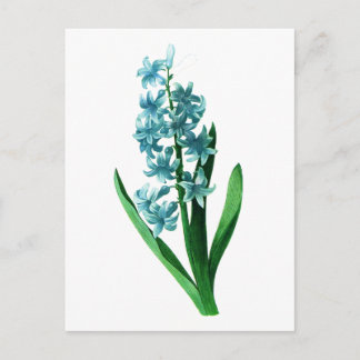 Blue Hyacinth by Pierre Joseph Redoute Postcard