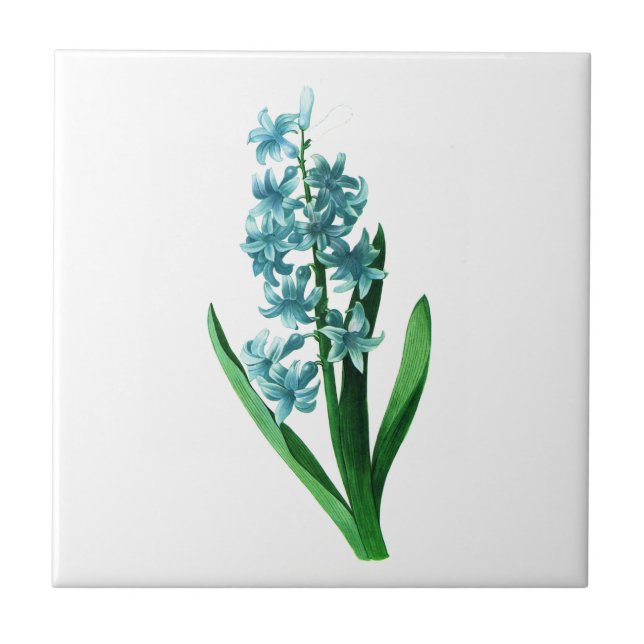 Blue Hyacinth by Pierre Joseph Redoute Tile (Front)