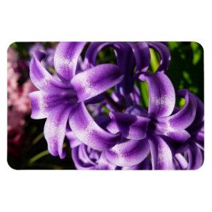 Blue Hyacinth I Spring Floral Magnet