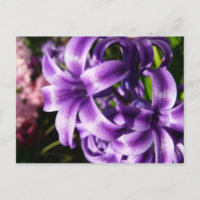 Blue Hyacinth I Spring Floral