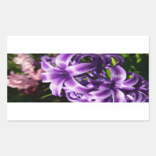 Blue Hyacinth I Spring Floral Rectangular Sticker