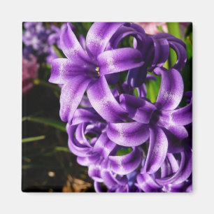 Blue Hyacinth II Spring Floral Magnet