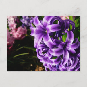 Blue Hyacinth II Spring Floral Postcard