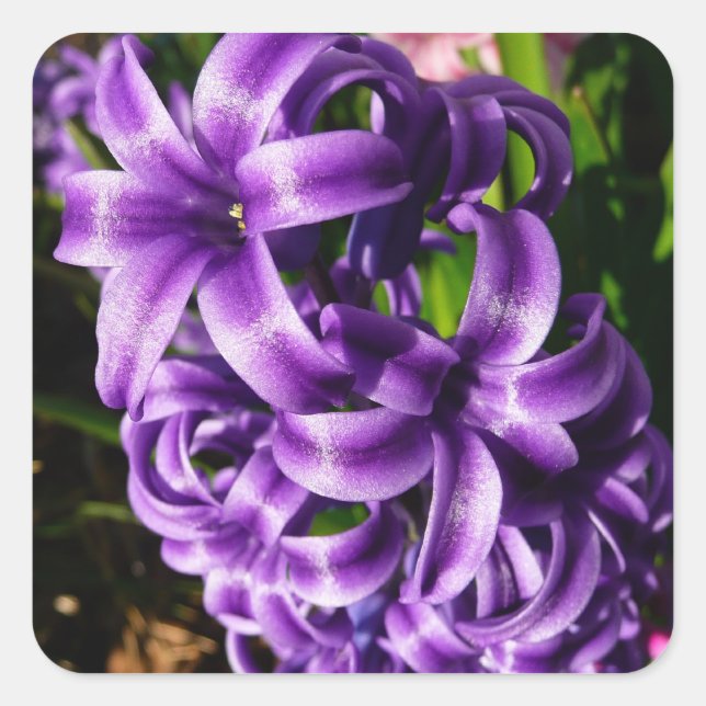 Blue Hyacinth II Spring Floral Square Sticker (Front)