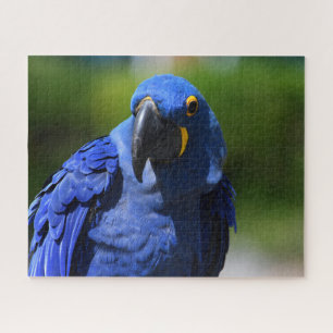 Blue Hyacinth Macaw Jigsaw Puzzle