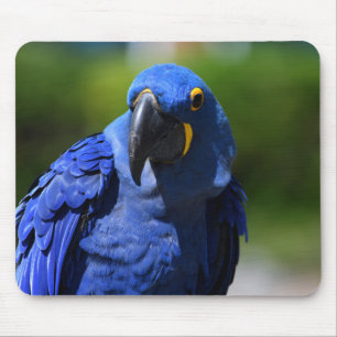 Blue Hyacinth Macaw Mouse Pad
