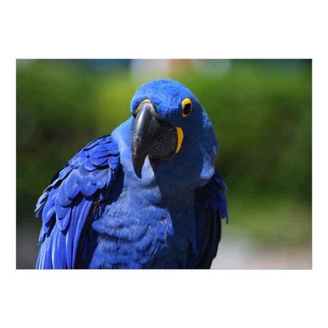 Blue Hyacinth Macaw   Photo Print (Front)