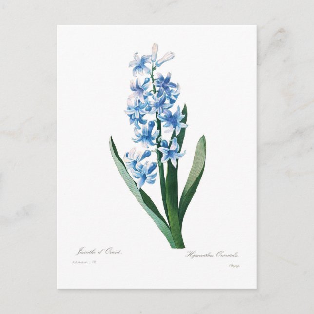 Blue Hyacinth Postcard (Front)