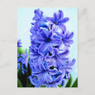 Blue Hyacinth Postcard