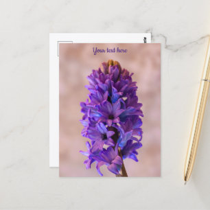Blue Hyacinth Postcard