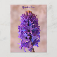 Blue Hyacinth Postcard