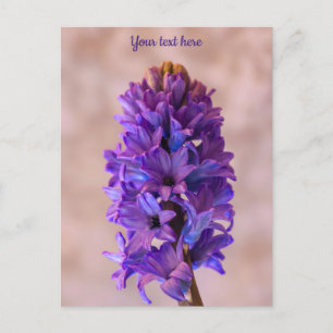 Blue Hyacinth Postcard