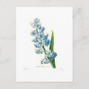 Blue Hyacinth Postcard