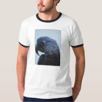 Blue hyacyinth macaw