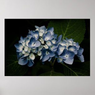 Blue Hydrangea 8514 Print
