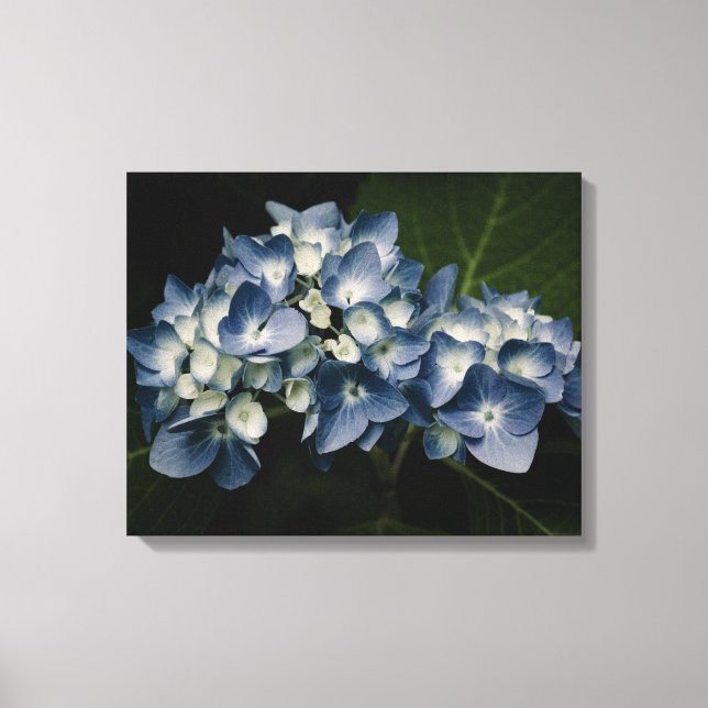 Blue Hydrangea 8514 Wrapped Canvas (Front)
