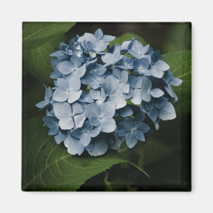 Blue Hydrangea 8515 Magnet