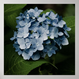 Blue Hydrangea 8515 Print