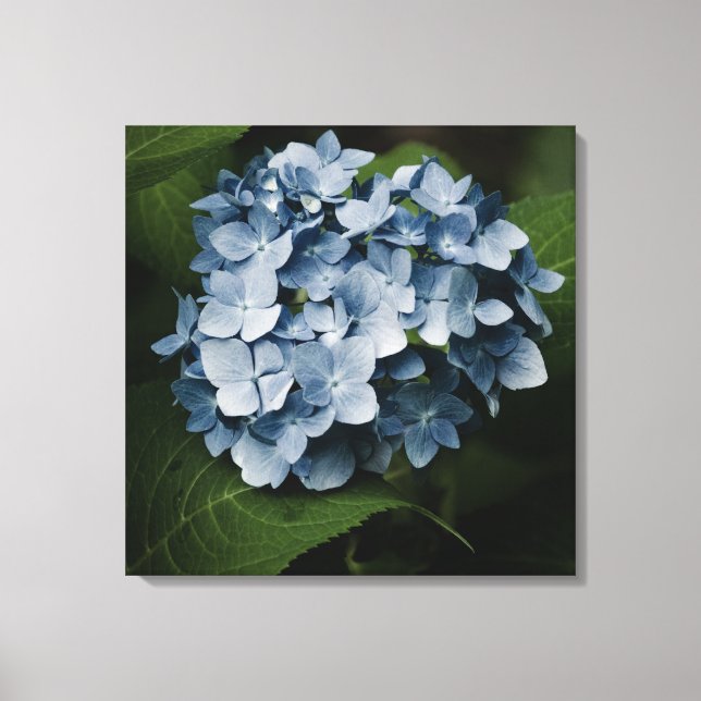 Blue Hydrangea 8515 Wrapped Canvas (Front)