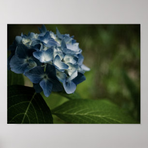 Blue Hydrangea 8519 Print