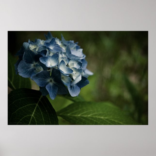 Blue Hydrangea 8519 Print (Front)