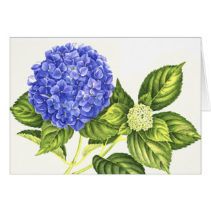 Blue Hydrangea and Bud