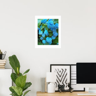 Blue Hydrangea Blooms Floral Photographic Poster