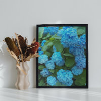 Blue Hydrangea Blooms Floral