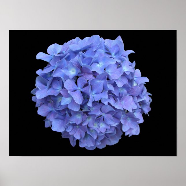 Blue Hydrangea Blossom Poster (Front)