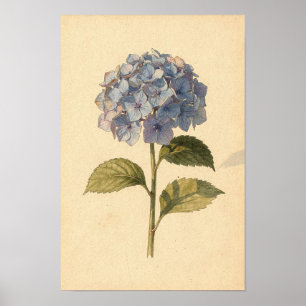 Blue Hydrangea Botanical Study on Ivory Poster