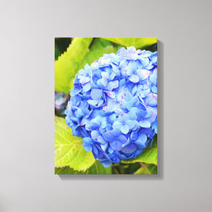 Blue hydrangea canvas print