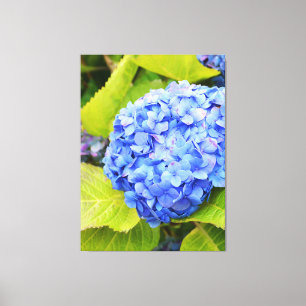 Blue hydrangea canvas print