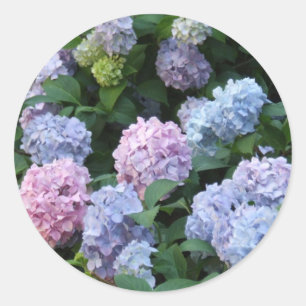 Blue Hydrangea Classic Round Sticker