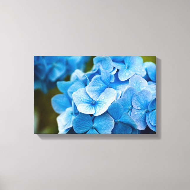 Blue Hydrangea flower Canvas print (Front)