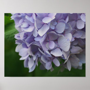 Blue Hydrangea Flower Petals Close Up Poster