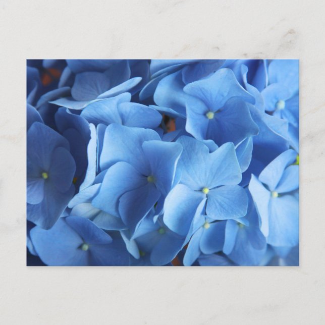 Blue Hydrangea Flower Photography Postcard (Front)