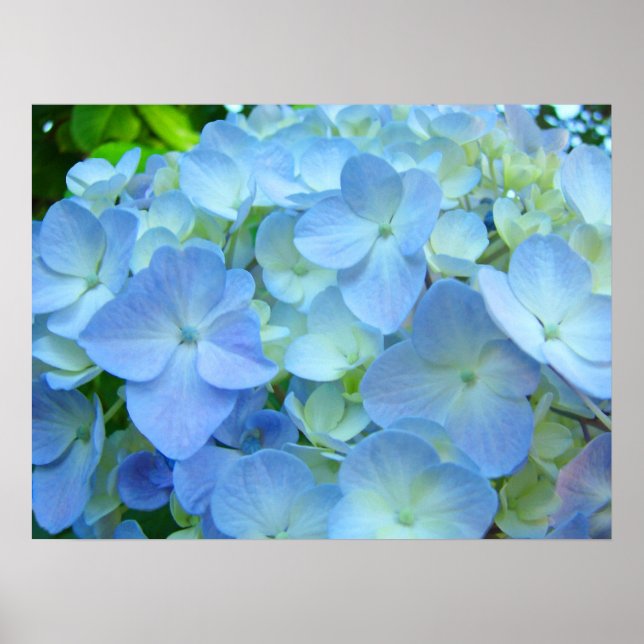 Blue Hydrangea Flowers Fine Art Prints (Front)