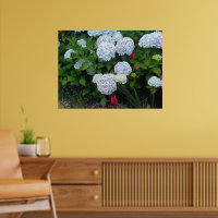 Blue Hydrangea Flowers in Summer Garden