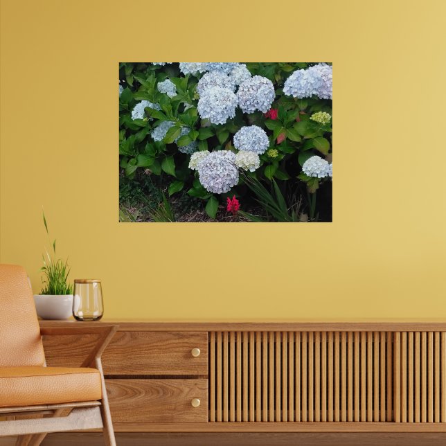 Blue Hydrangea Flowers in Summer Garden Poster (Living Room 2)