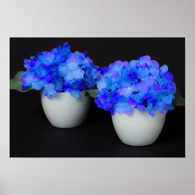Blue Hydrangea flowers in white pots Poster (Front)
