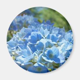 Blue Hydrangea Flowers magnet Floral Nature