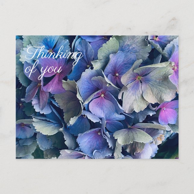 Blue Hydrangea Flowers Thinking of You Postcard (Front)