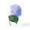 Blue Hydrangea Greeting Card