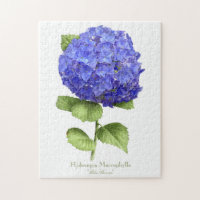 Blue Hydrangea