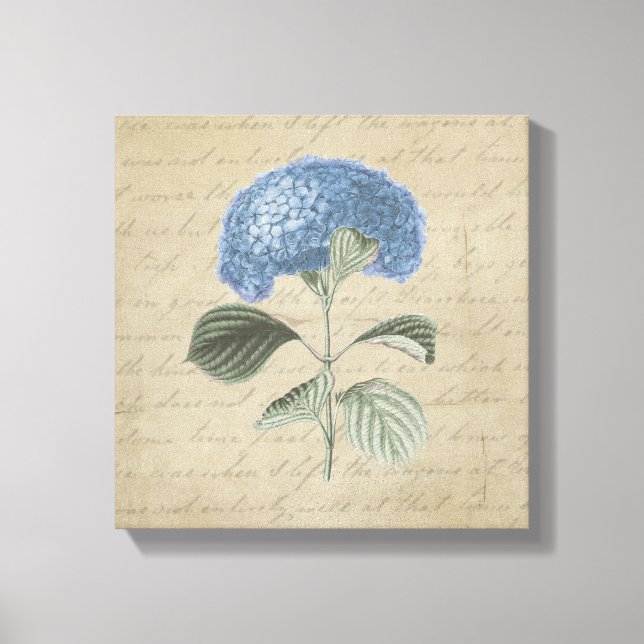 Blue Hydrangea on Vintage Calligraphy Canvas Print (Front)