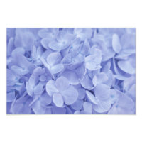 Blue Hydrangea