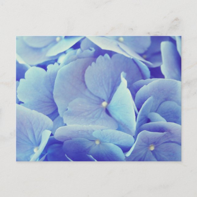 Blue Hydrangea Postcard (Front)